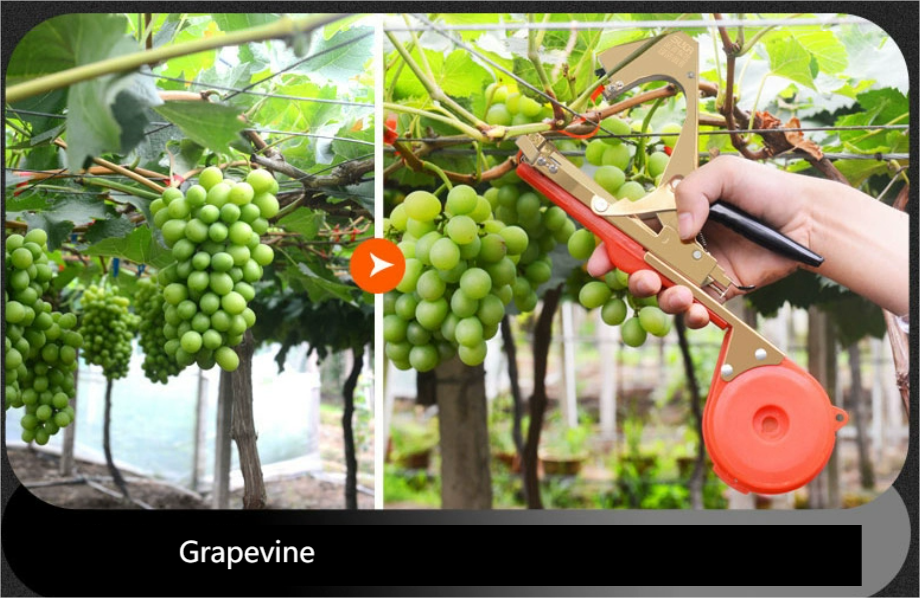 Set de Atadora de Plantas: en Industrias de Uva, Tomate, Pepino, Ají y Olivo