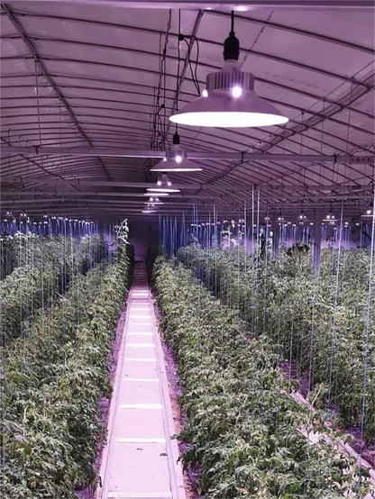 Greenhouse plant growth LED light